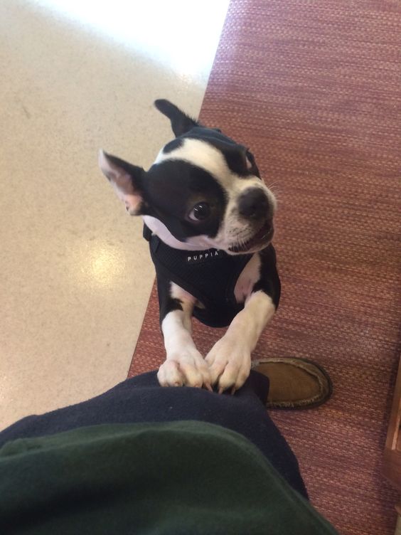 A Boston Terrier puppy leaning towards the person