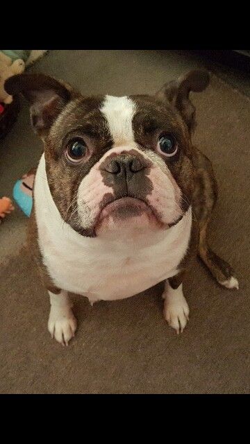 A Boston Terrier sitting on the floor with its begging face