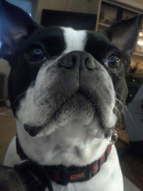 A Boston Terrier staring with its begging eyes