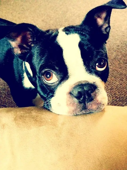A Boston Terrier standing behind the couch with its begging face