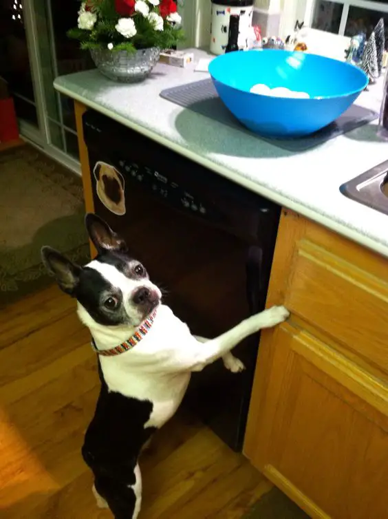 A Boston Terrier standing up leaning towards the sink