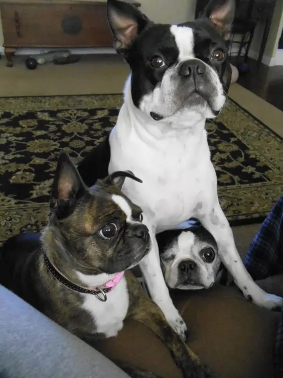 three Boston Terriers staring with their begging eyes