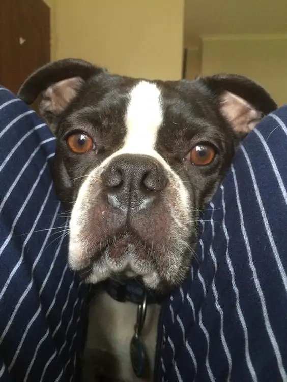 A Boston Terrier standing in between the legs of a person