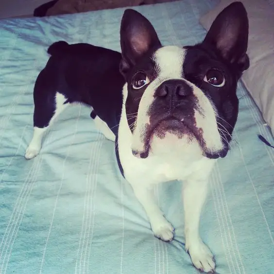 A Boston Terrier standing on top of the bed with its begging face