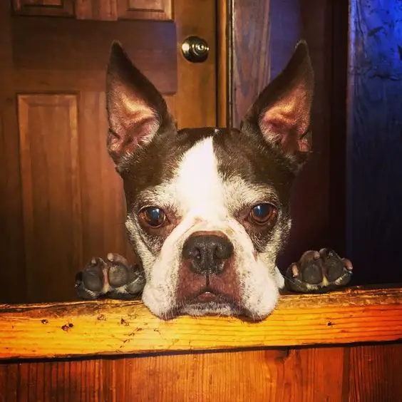 A Boston Terrier leaning behind the wooden fence with its begging face