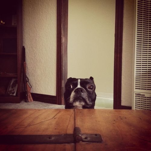 A Boston Terrier staring with its begging face