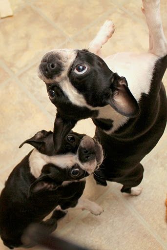 two Boston Terrier puppies standing up with their begging faces