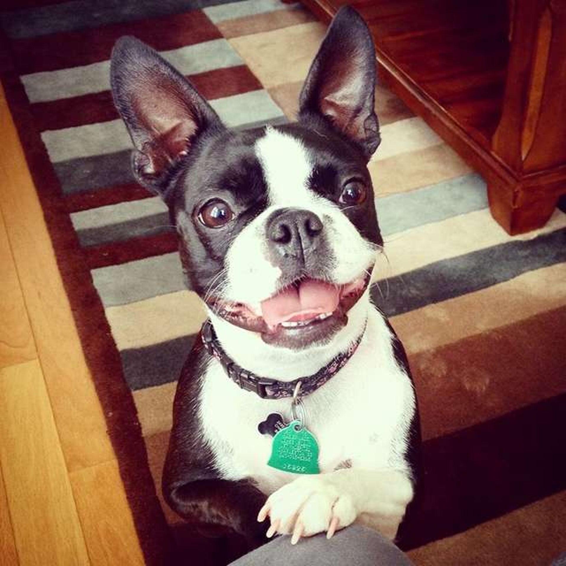 A smiling Boston Terrier standing while leaning towards the leg of a person