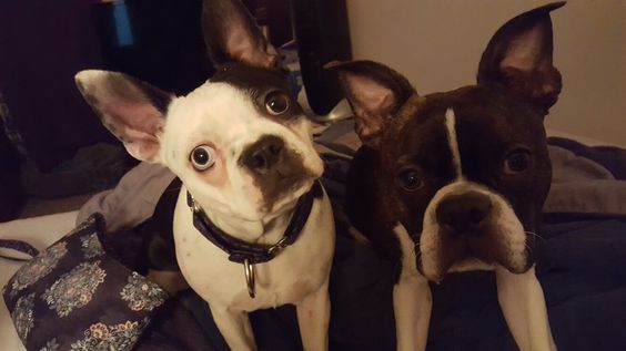 two Boston Terriers lying on top of the bed with their begging faces