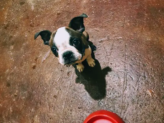 A Boston Terrier puppy sitting on the floor with its begging face