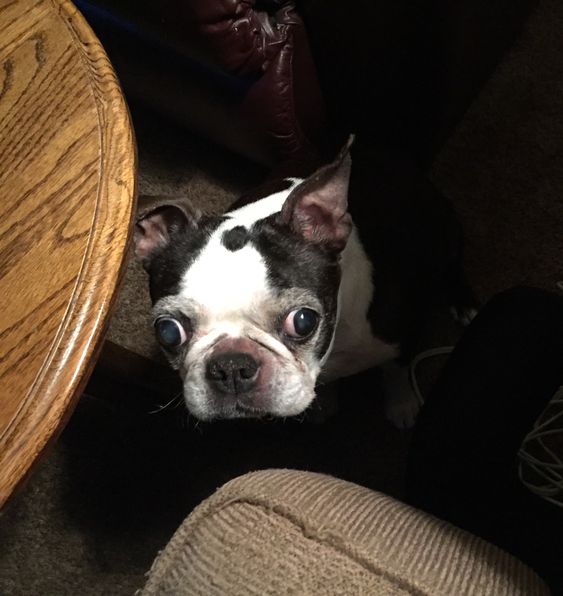 A Boston Terrier sitting under the table with its begging face