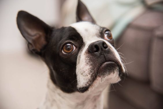 A Boston Terrier sitting on the floor while looking with its begging face
