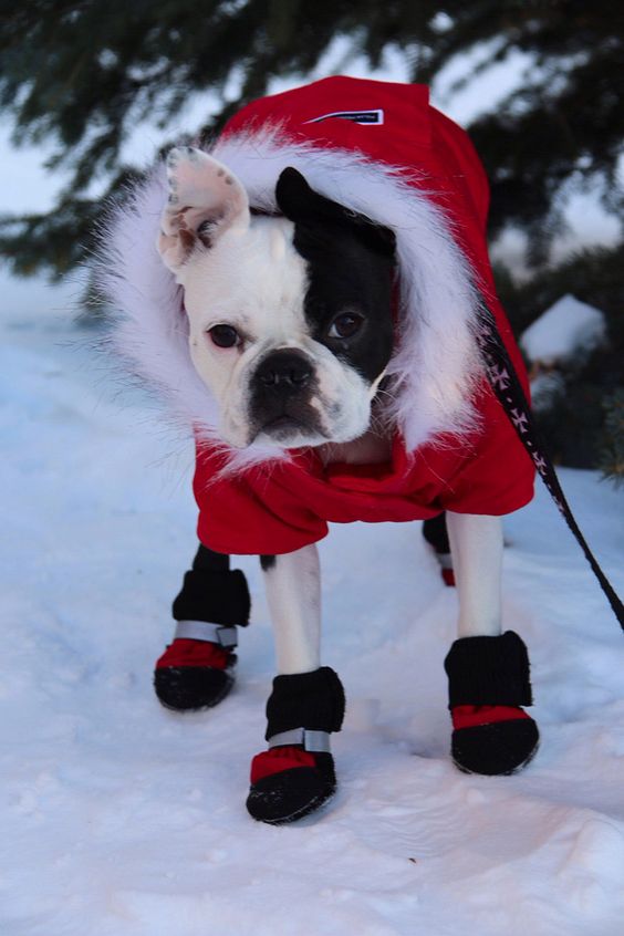Boston Terrier wearing a red sweater and shoes outdoors in snow
