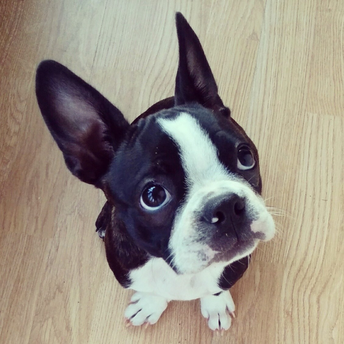 Boston Terrier sitting on the floor while looking up with its begging face
