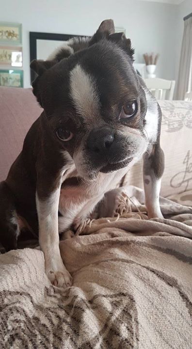 Boston Terrier sitting on the couch tilting its head