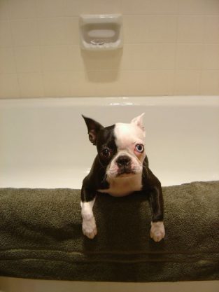 25+ Things Boston Terriers Don’t Like - The Paws