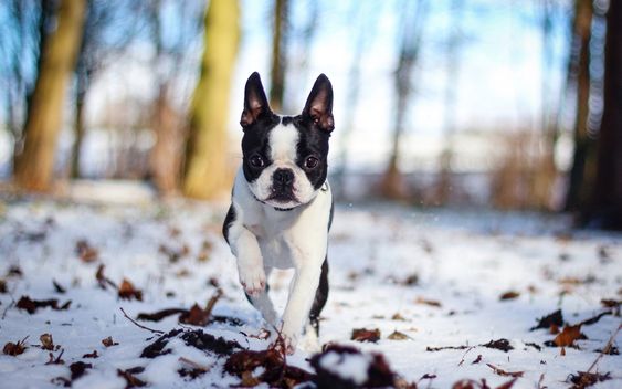 Boston Terrier running in the forest in snow