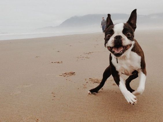 Boston Terrier running at the beach