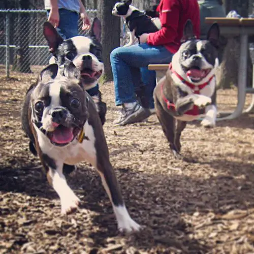three Boston Terriers running at the dog park