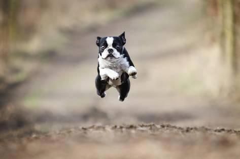 Boston Terrier running in the forest