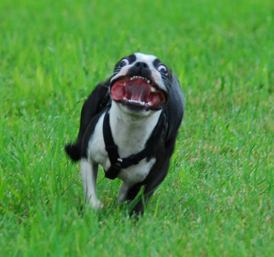 Boston Terrier running in the lawn with its crazy face