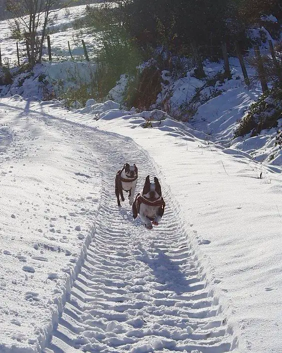 two Boston Terriers running on the road covered in snow