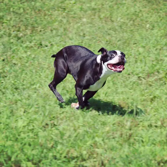 Boston Terrier happily running in the lawn