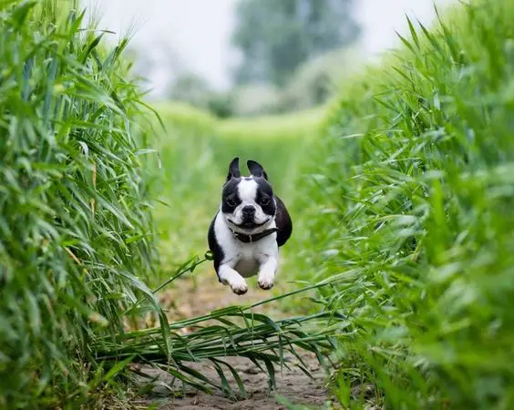 Boston Terrier running in the middle of the corn field
