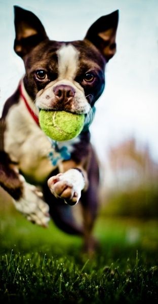 Boston Terrier running at the park with a ball in its mouth