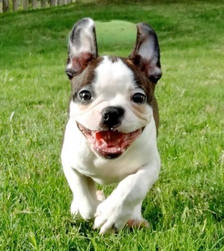 a happy Boston Terrier puppy at the park