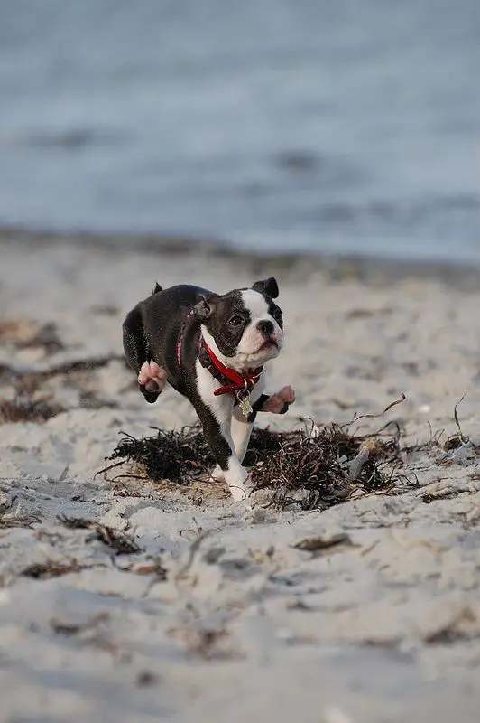 Boston Terrier running by the seashore