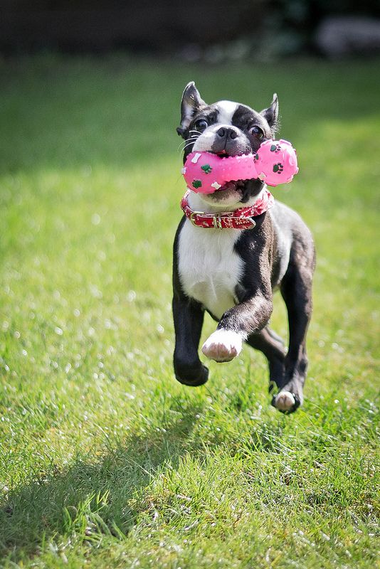 Boston Terrier running in the lawn with a chew toy in its mouth