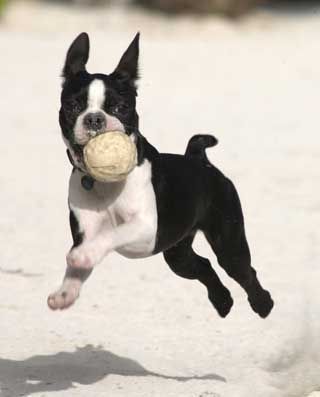 Boston Terrier catching a ball