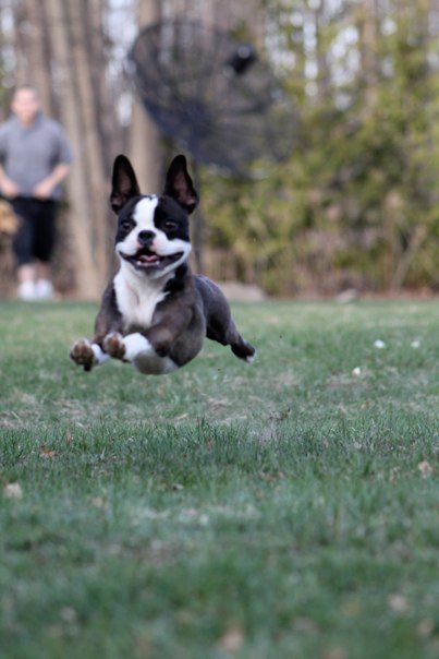 Boston Terrier running at the park