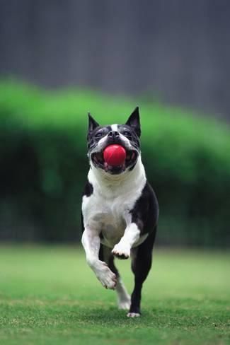 Boston Terrier running at the park with a red ball in its mouth