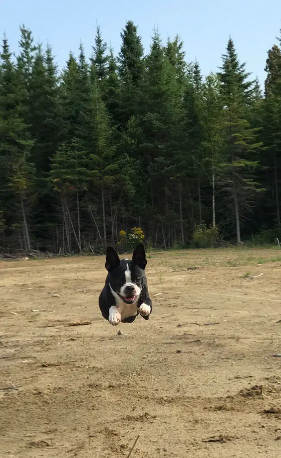 Boston Terrier running in the forest