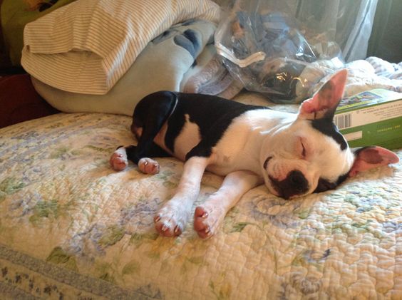 Boston Terrier puppy sleeping soundly in bed