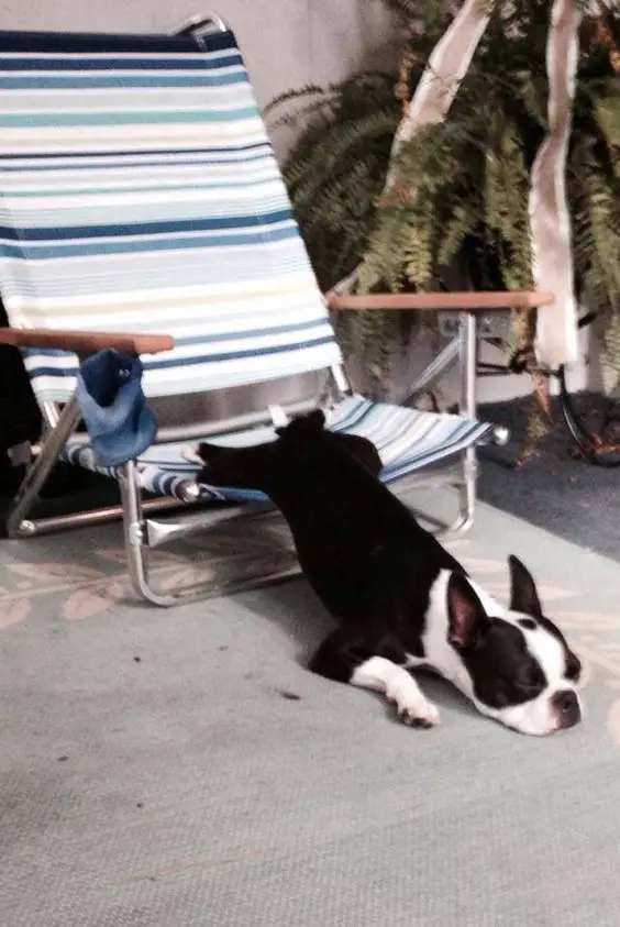 sleepingBoston Terrier with its upper body on the ground and its feet and butt are on the chair