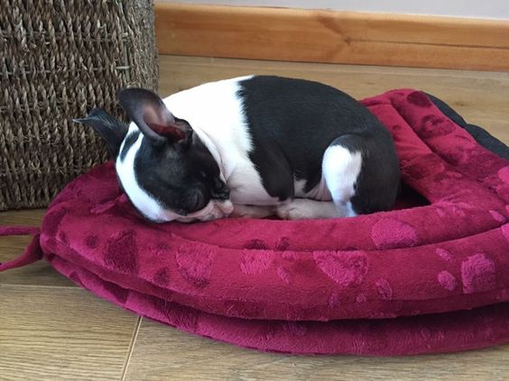 Boston Terrier curled up sleeping on its bed