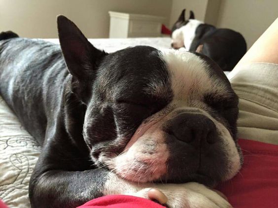 Boston Terrier sleeping with its head on top of a girl's stomach