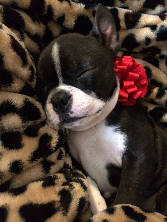 Boston Terrier puppy with a red rosette on the side of its neck while sleeping on its bed