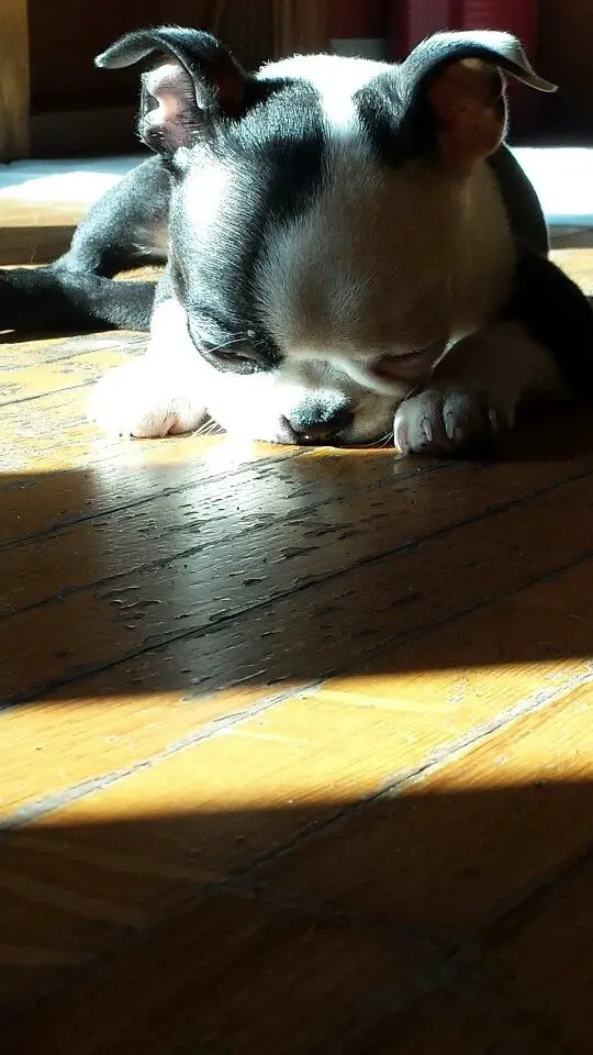 Boston Terrier sleeping with its face pressing against the floor