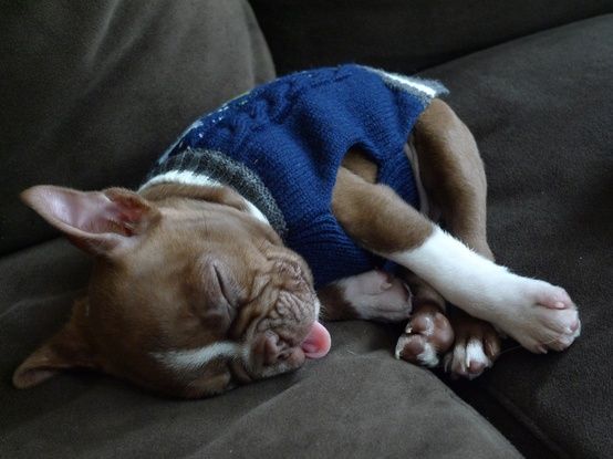 Boston Terrier wearing a blue crocheted sweater sleeping on the couch with its tongue sticking out