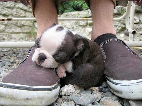 Boston Terrier puppy curled up sleeping on a man's shoe