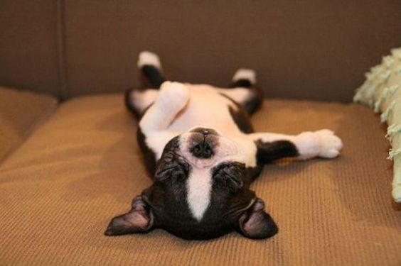 Boston Terrier puppy lying on its back sleeping on the couch