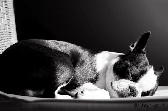 black and white photo of a Boston Terrier dog curled up sleeping