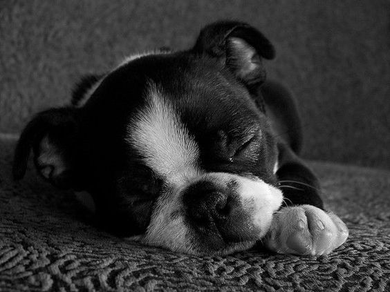 black and white photo of Boston Terrier soundly sleeping on the couch
