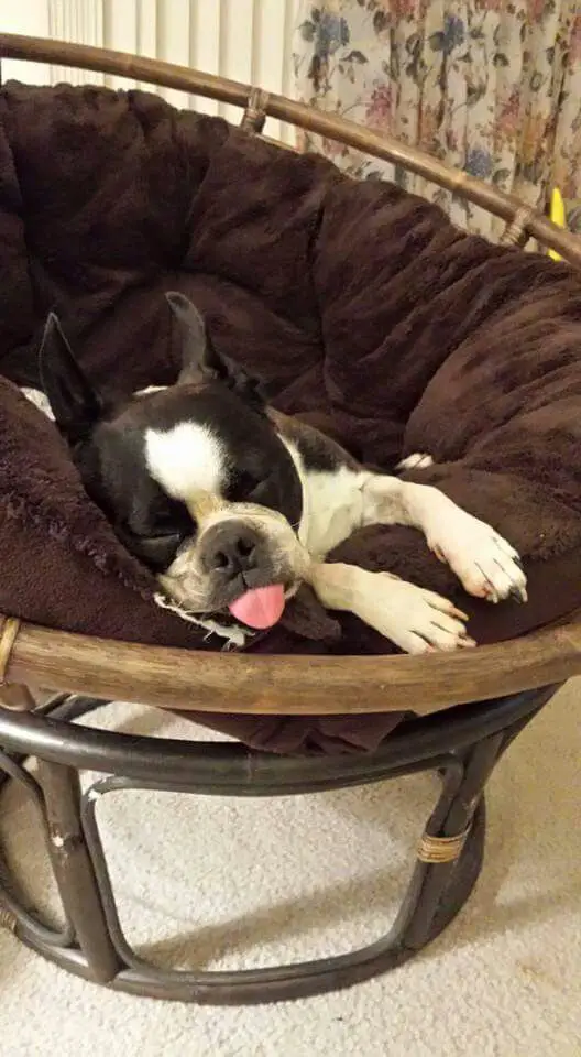 Boston Terrier on a accent chair sleeping with its tongue sticking out