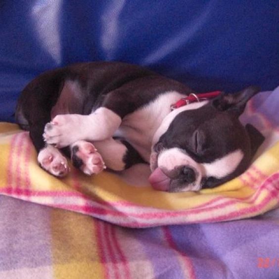 Boston Terrier sleeping on the couch with its tongue out