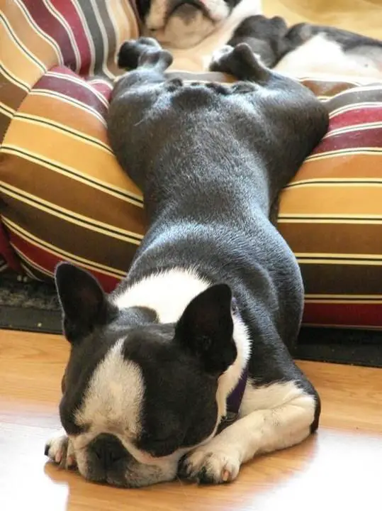 Boston Terrier sleeping with its upper body on the floor while half of its body are on the bed